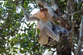 Носатые обезьяны Борнео