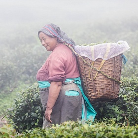 На чайных плантация Сиккима. Индия